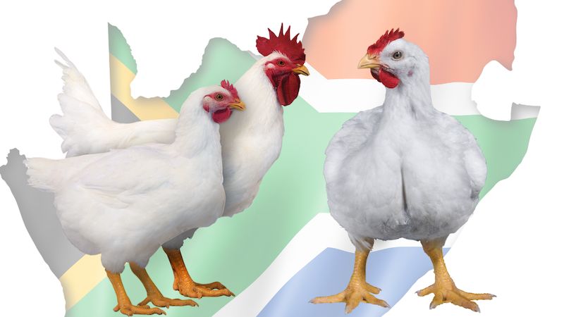 Arbor Acres South Africa Holds Second Virtual Broiler and Breeder Management Road Show
