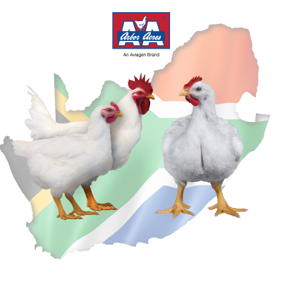 Arbor Acres South Africa logo and map with breeder pair and broiler