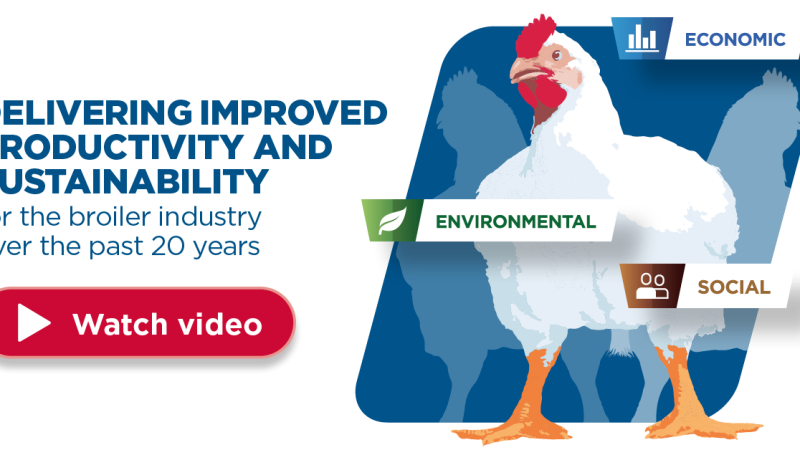 The Data is in – Balanced Breeding Brings Improved Productivity and Sustainability to the Broiler Industry
