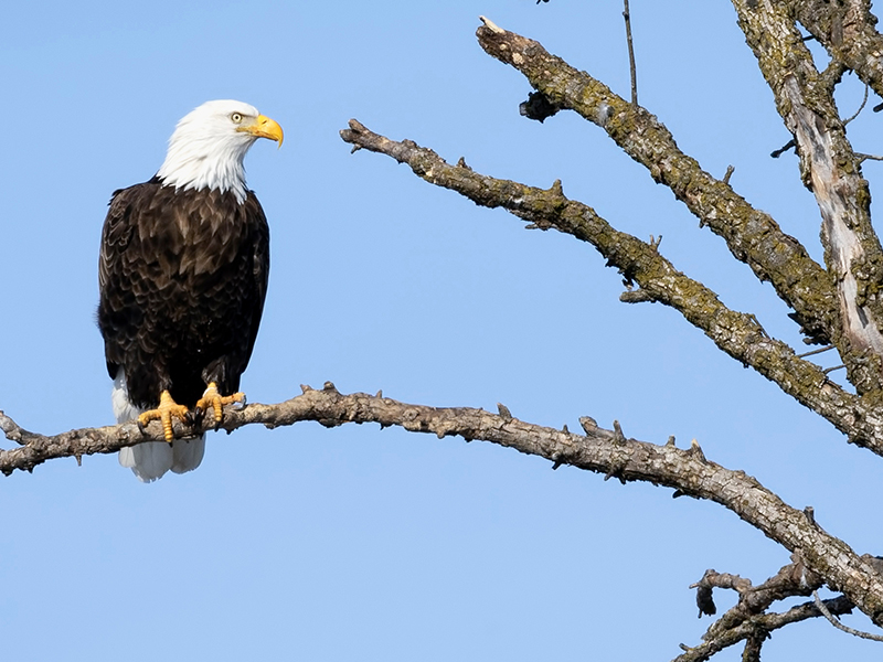 In North America